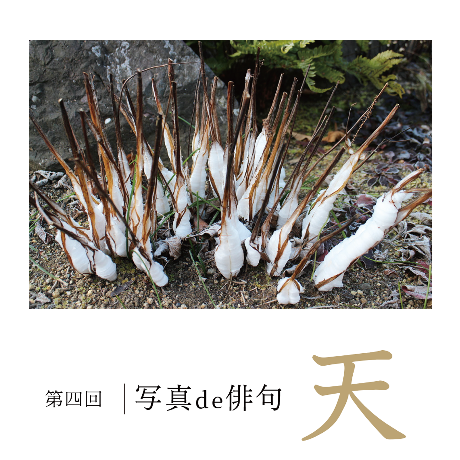 第四回写真de俳句 天