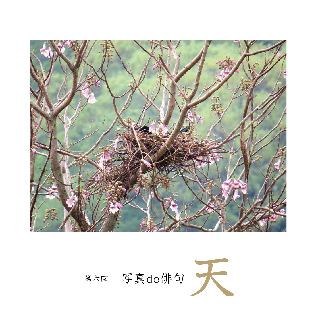 第6回写真de俳句 天