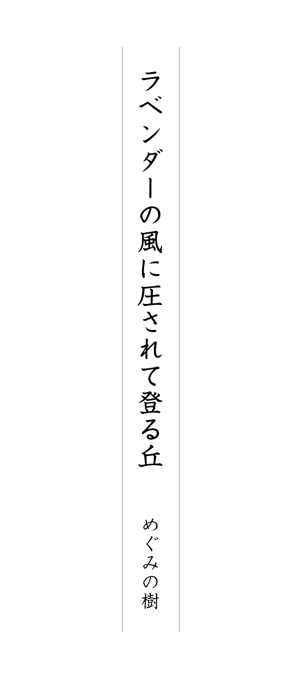 ラベンダーの風に圧されて登る丘 めぐみの樹