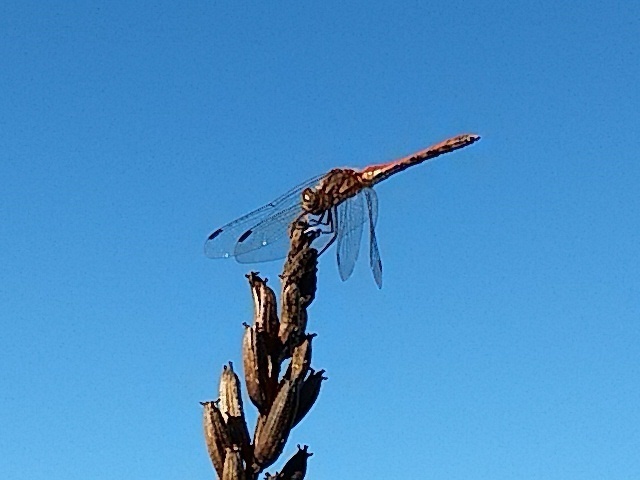 蜻蛉と青空