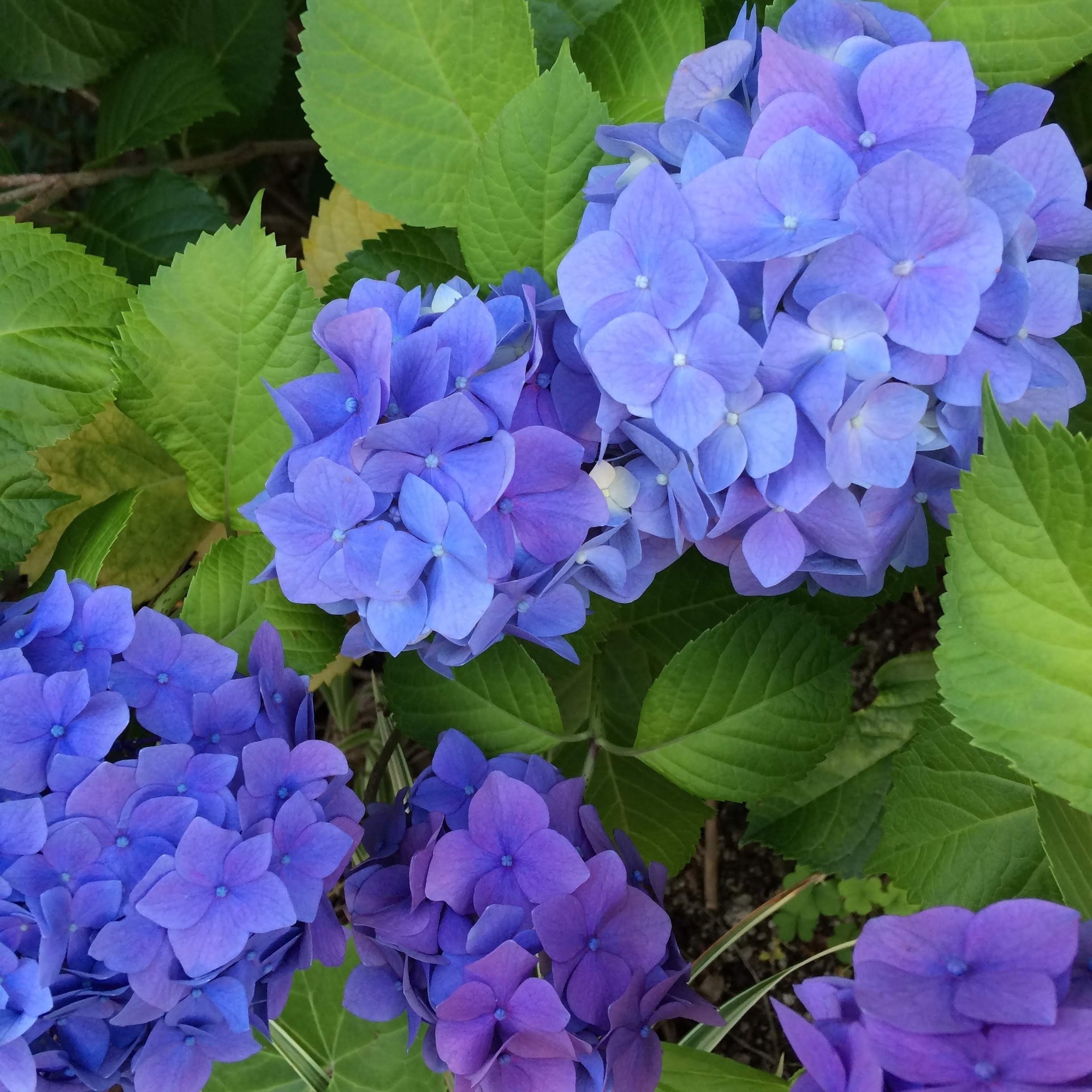 散歩中の紫陽花