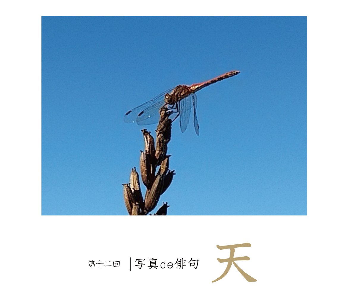 第十二回写真de俳句 天