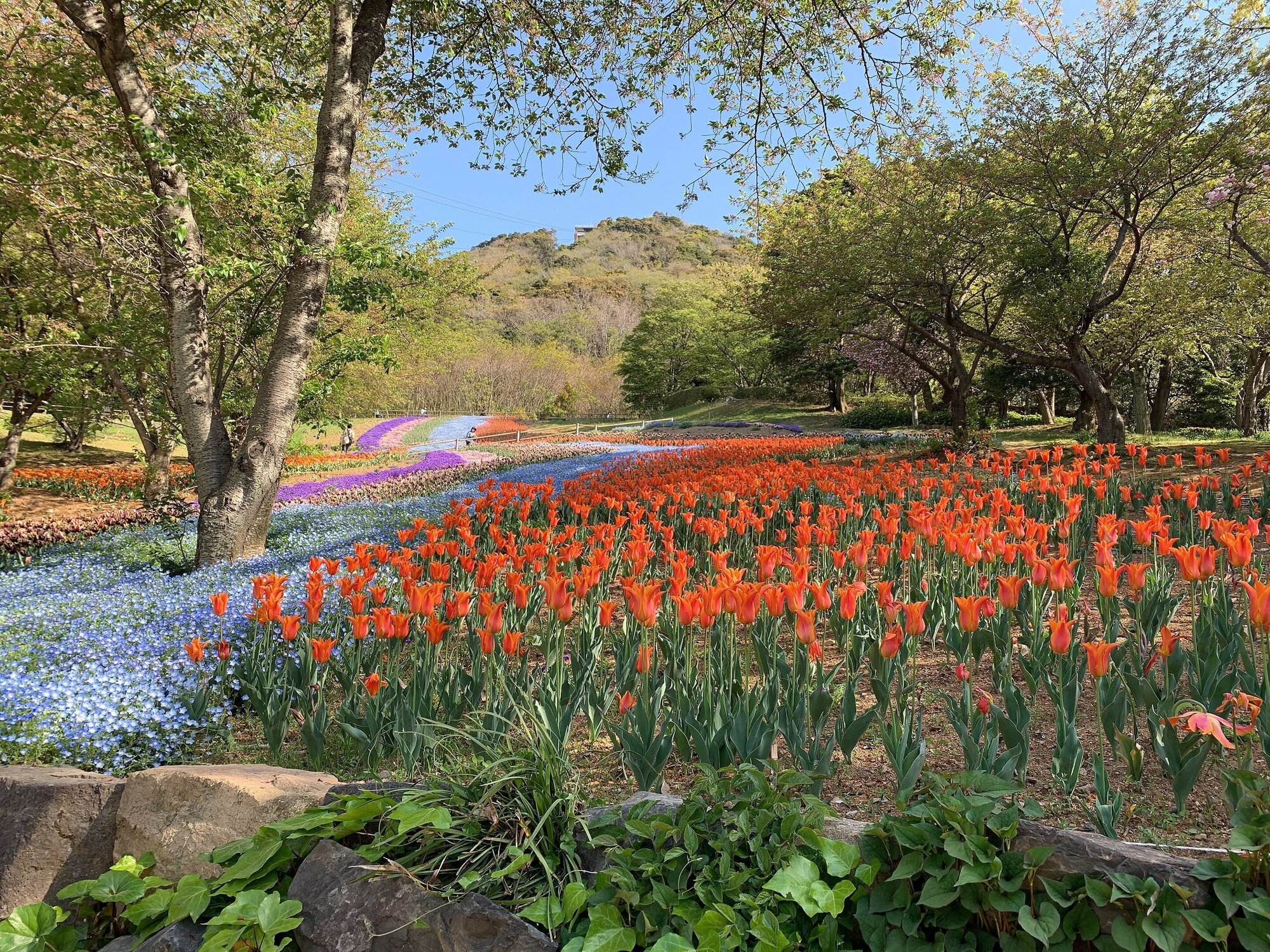 火の山公園のチューリップ