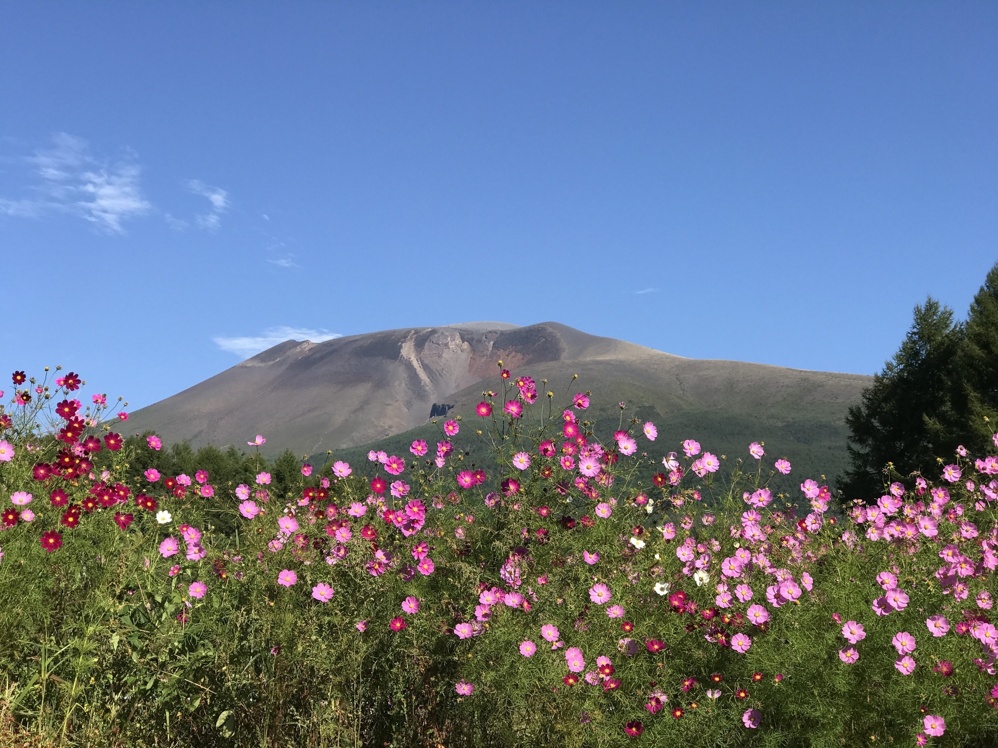 第47回のお題「コスモスと浅間山」