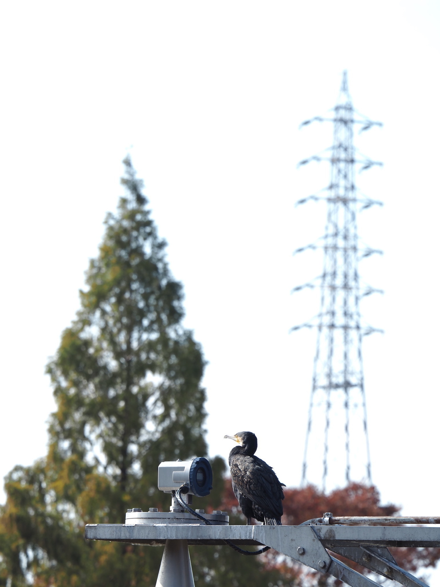 監視カメラに鵜