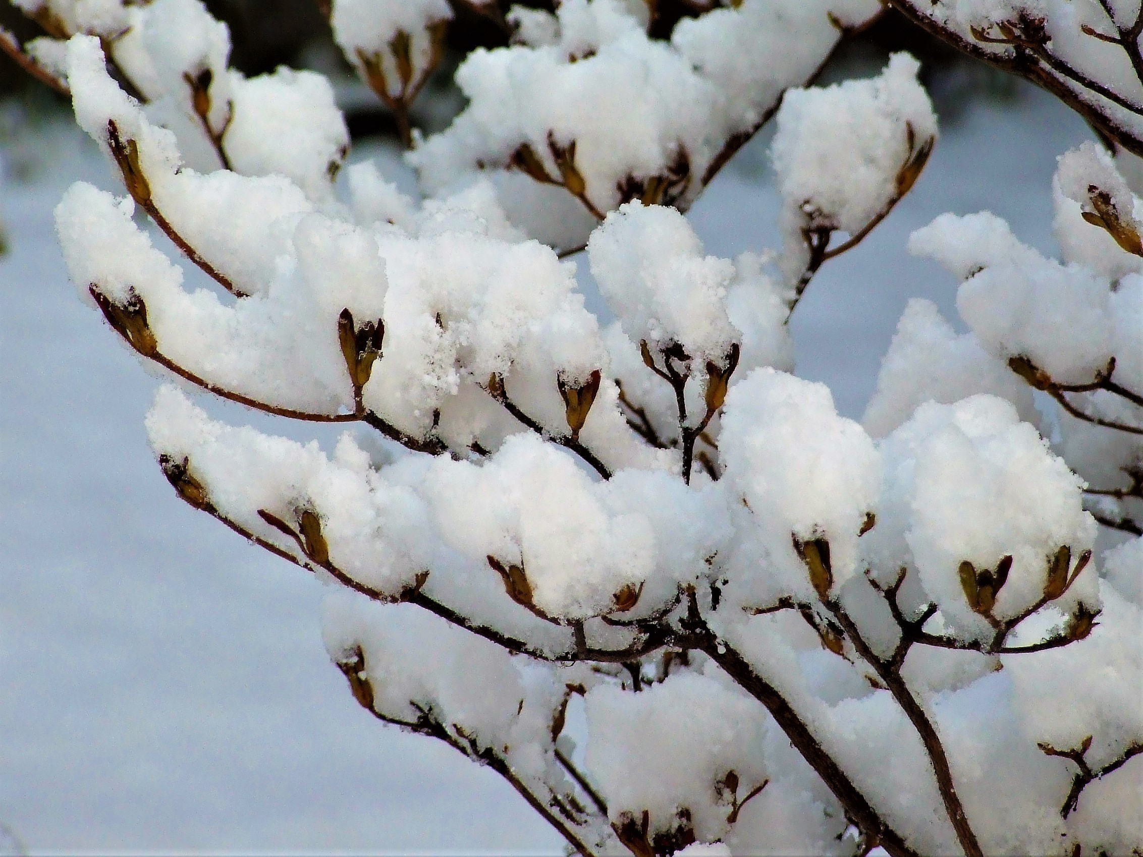 第15回 裏庭になごり雪 ハシ坊と学ぼう 夏井いつきのおウチde俳句くらぶ 第15回 裏庭になごり雪 ハシ坊と学ぼう 夏井いつきのおウチde俳句くらぶ