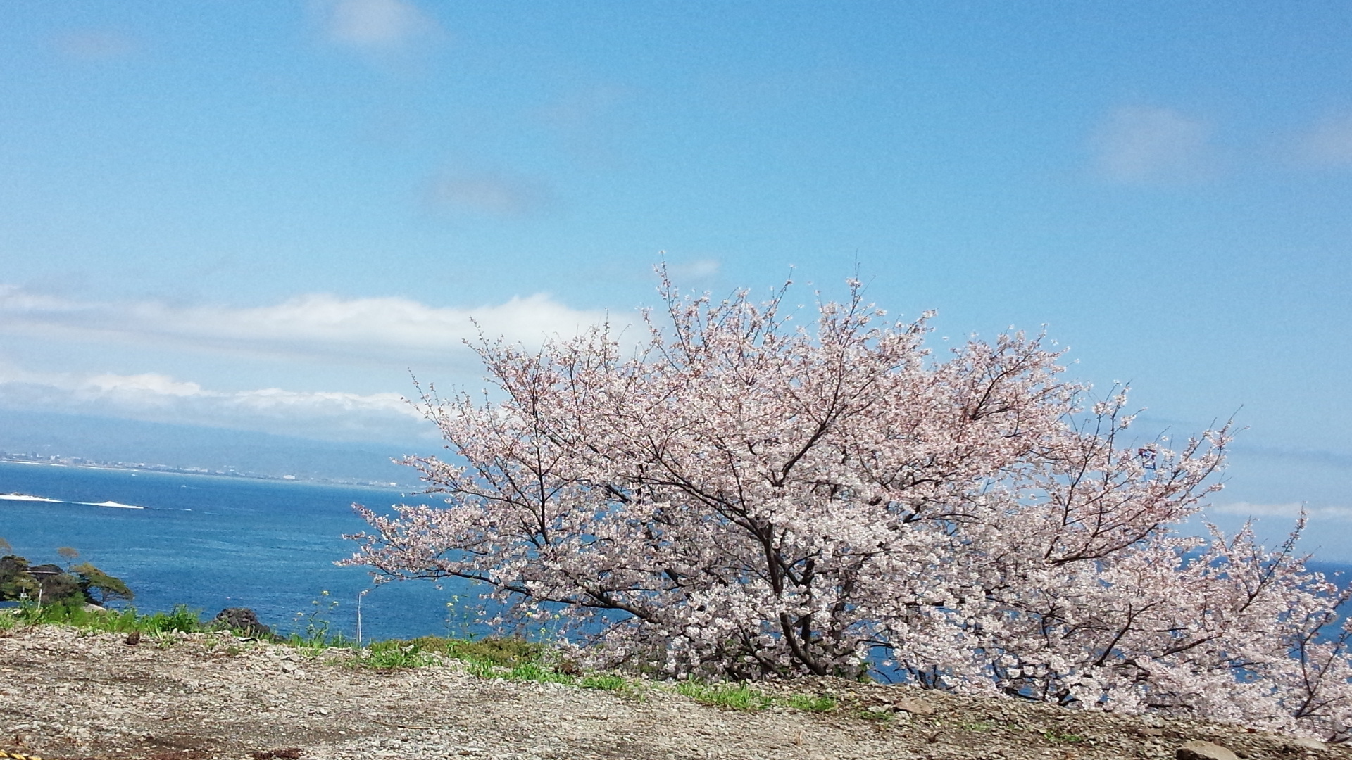 第18回のお題 小さな町の桜 人 夏井いつきのおウチde俳句くらぶ